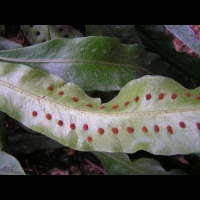 Pleopeltis Percussa (fam Polydiacees) (Am tropicale) (4)
